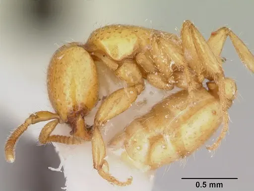 Neivamyrmex moseri specimen CASENT0104929 image casent0104929_3