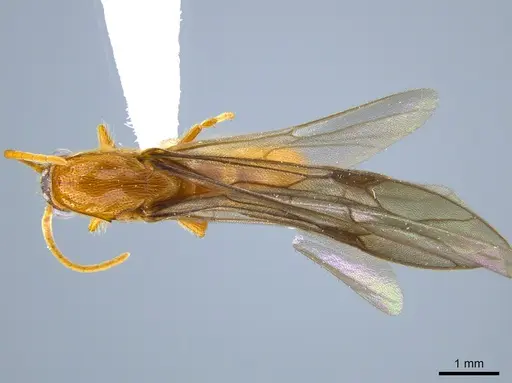 Neivamyrmex moseri specimen CASENT0614117 image casent0614117_1