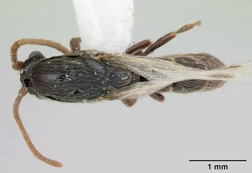 Neivamyrmex ndeh specimen CASENT0103466 image casent0103466_1