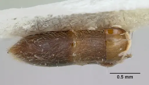 Neivamyrmex ndeh specimen CASENT0103466 image casent0103466_2