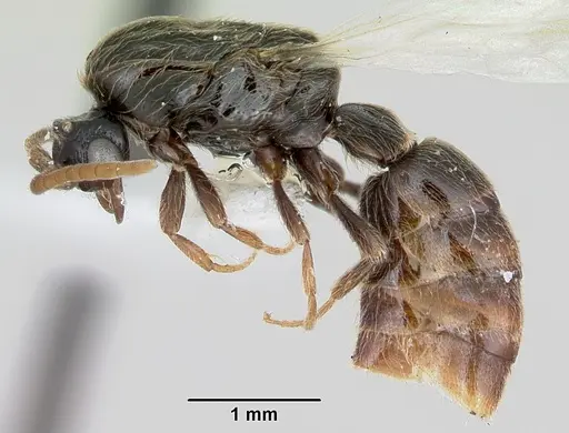 Neivamyrmex ndeh specimen CASENT0103466 image casent0103466_4
