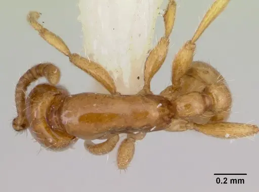 Neivamyrmex ndeh specimen CASENT0103467 image casent0103467_1