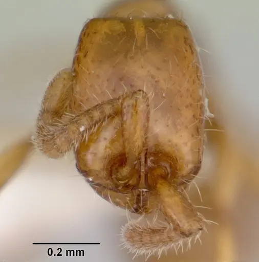 Neivamyrmex ndeh specimen CASENT0103467 image casent0103467_2
