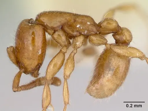 Neivamyrmex ndeh specimen CASENT0103467 image casent0103467_3