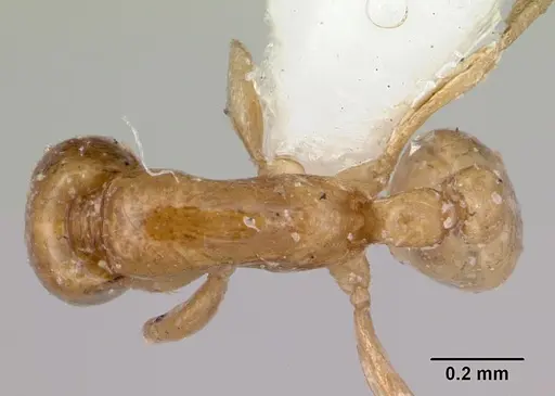Neivamyrmex ndeh specimen CASENT0103468 image casent0103468_1