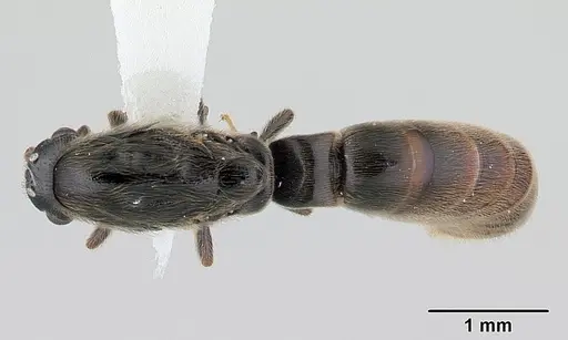 Neivamyrmex ndeh specimen CASENT0179512 image casent0179512_1