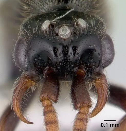 Neivamyrmex ndeh specimen CASENT0179512 image casent0179512_2