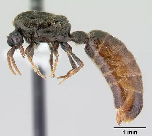 Neivamyrmex ndeh specimen CASENT0179512 image casent0179512_3
