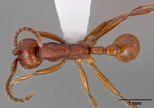 Neivamyrmex nigrescens specimen CASENT0005332 image casent0005332_1