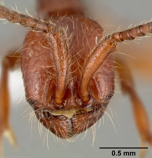 Neivamyrmex nigrescens specimen CASENT0005332 image casent0005332_2