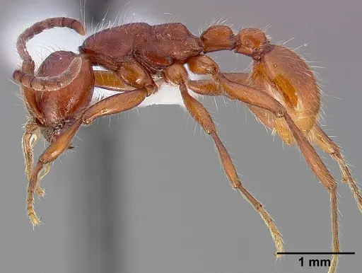Neivamyrmex nigrescens specimen CASENT0005332 image casent0005332_3