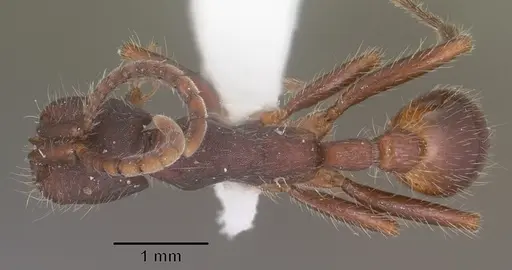 Neivamyrmex nigrescens specimen CASENT0102766 image casent0102766_1