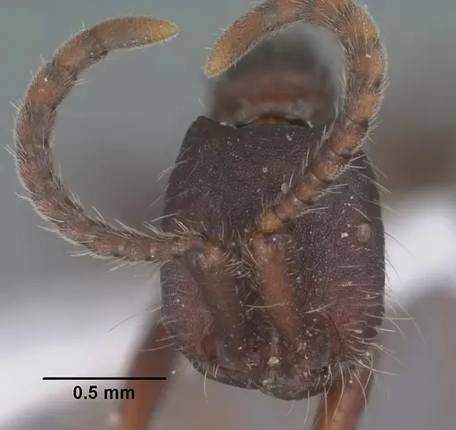 Neivamyrmex nigrescens specimen CASENT0102766 image casent0102766_2