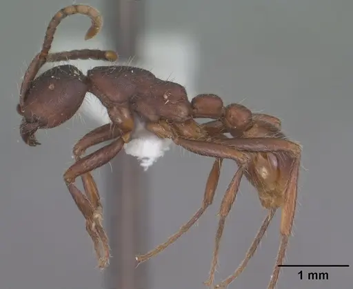Neivamyrmex nigrescens specimen CASENT0102766 image casent0102766_3