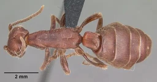 Neivamyrmex nigrescens specimen CASENT0104061 image casent0104061_1