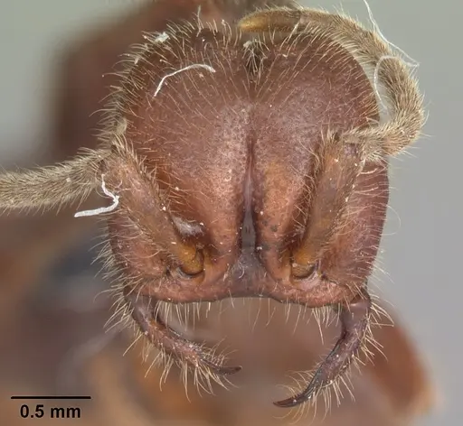Neivamyrmex nigrescens specimen CASENT0104061 image casent0104061_2