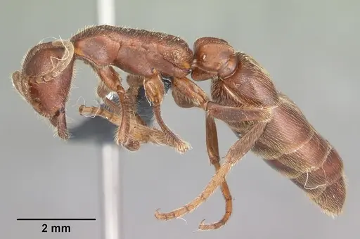 Neivamyrmex nigrescens specimen CASENT0104061 image casent0104061_3