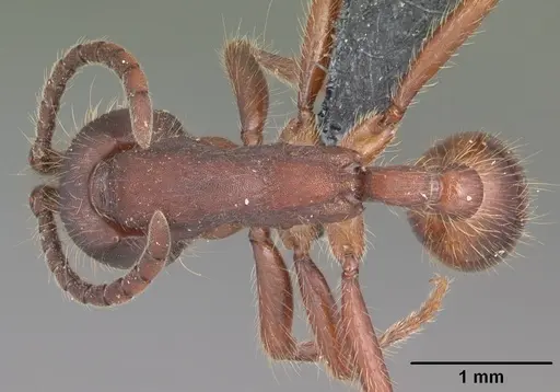 Neivamyrmex nigrescens specimen CASENT0104124 image casent0104124_1