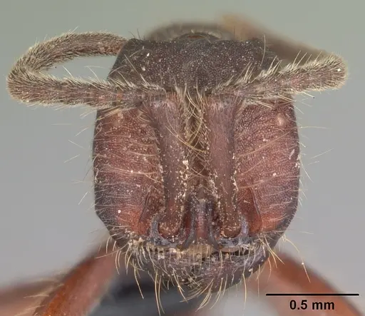 Neivamyrmex nigrescens specimen CASENT0104124 image casent0104124_2