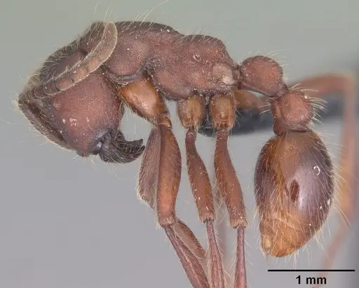Neivamyrmex nigrescens specimen CASENT0104124 image casent0104124_3