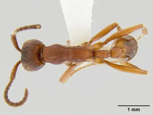 Neivamyrmex nigrescens specimen CASENT0106080 image casent0106080_1