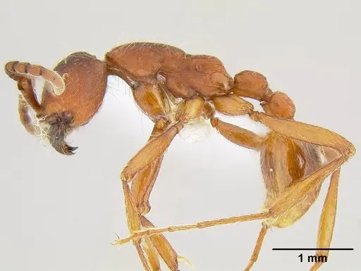 Neivamyrmex nigrescens specimen CASENT0106080 image casent0106080_3