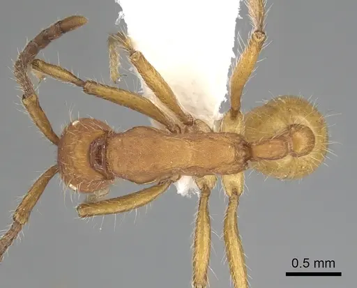 Neivamyrmex nigrescens specimen CASENT0249493 image casent0249493_1