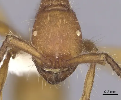 Neivamyrmex nigrescens specimen CASENT0249493 image casent0249493_2