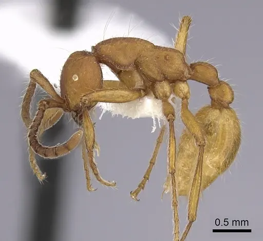 Neivamyrmex nigrescens specimen CASENT0249493 image casent0249493_3
