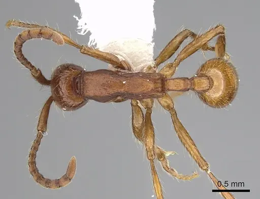 Neivamyrmex nigrescens specimen CASENT0249494 image casent0249494_1