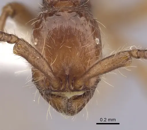 Neivamyrmex nigrescens specimen CASENT0249494 image casent0249494_2