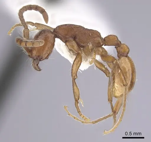 Neivamyrmex nigrescens specimen CASENT0249494 image casent0249494_3