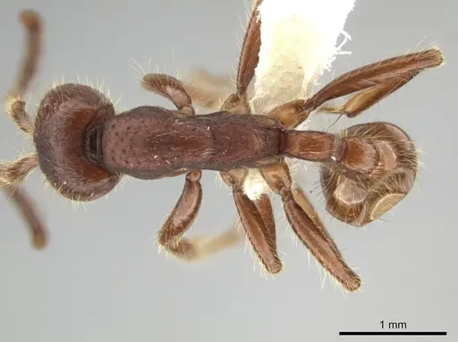 Neivamyrmex nigrescens specimen CASENT0649179 image casent0649179_1