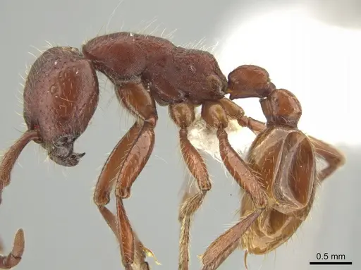 Neivamyrmex nigrescens specimen CASENT0649179 image casent0649179_3