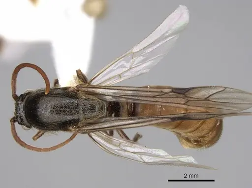 Neivamyrmex nigrescens specimen CASENT0862452 image casent0862452_1