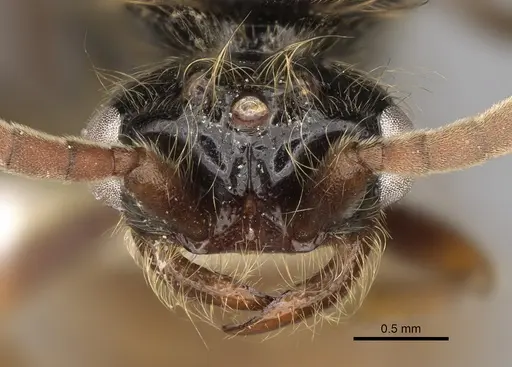 Neivamyrmex nigrescens specimen CASENT0862452 image casent0862452_2