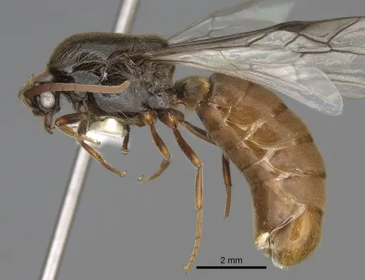 Neivamyrmex nigrescens specimen CASENT0862452 image casent0862452_3