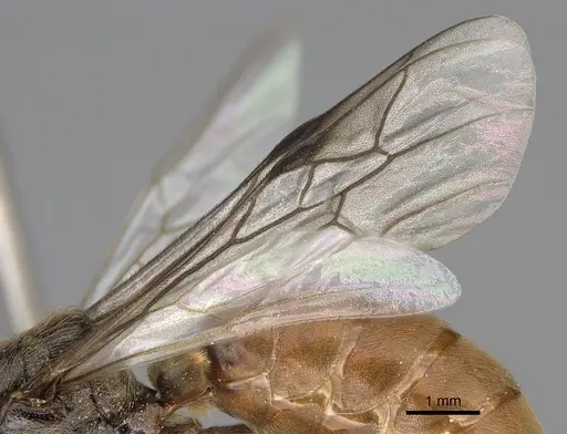Neivamyrmex nigrescens specimen CASENT0862452 image casent0862452_4