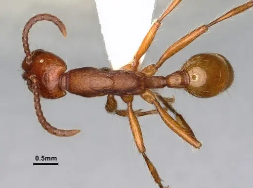 Neivamyrmex nigrescens specimen CASENT0883290 image casent0883290_1