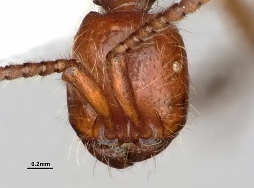 Neivamyrmex nigrescens specimen CASENT0883290 image casent0883290_2