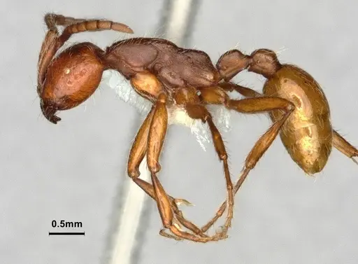 Neivamyrmex nigrescens specimen CASENT0883290 image casent0883290_3