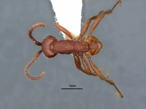 Neivamyrmex nigrescens specimen CASENT0883400 image casent0883400_1