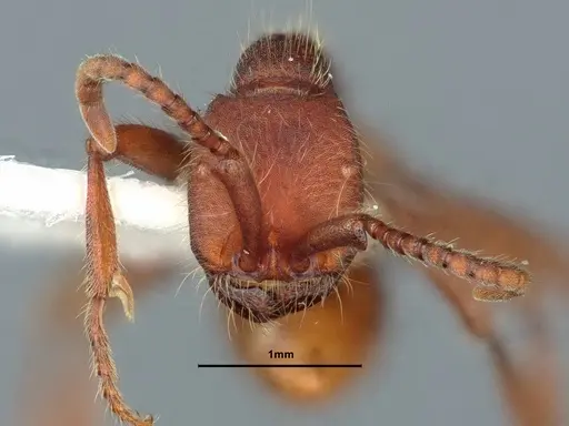 Neivamyrmex nigrescens specimen CASENT0883400 image casent0883400_2
