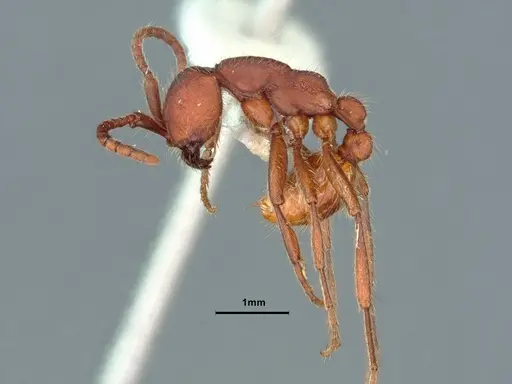 Neivamyrmex nigrescens specimen CASENT0883400 image casent0883400_3