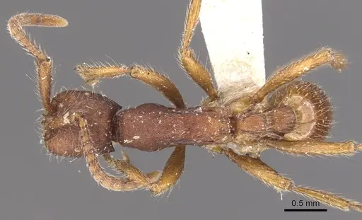 Neivamyrmex nigrescens specimen CASENT0902642 image casent0902642_1