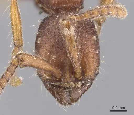Neivamyrmex nigrescens specimen CASENT0902642 image casent0902642_2