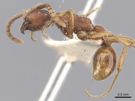 Neivamyrmex nigrescens specimen CASENT0902642 image casent0902642_3