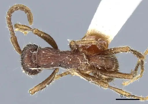 Neivamyrmex nigrescens specimen CASENT0903724 image casent0903724_1