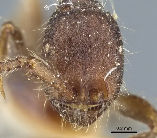 Neivamyrmex nigrescens specimen CASENT0903724 image casent0903724_2