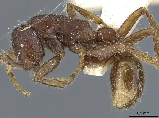 Neivamyrmex nigrescens specimen CASENT0903724 image casent0903724_3